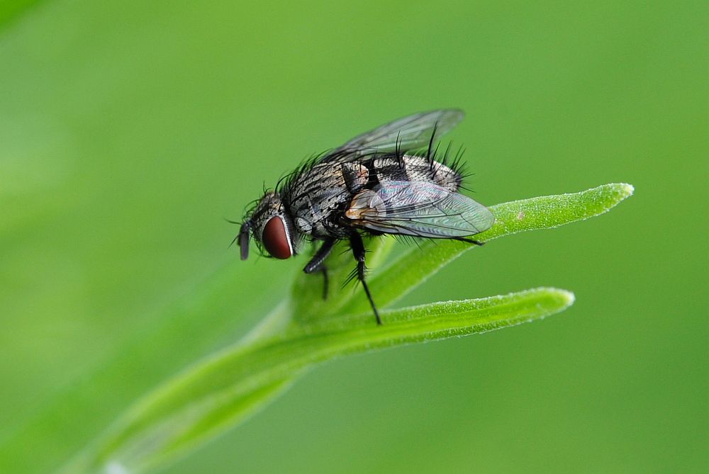 Tachinidae della sottofam. Exoristinae